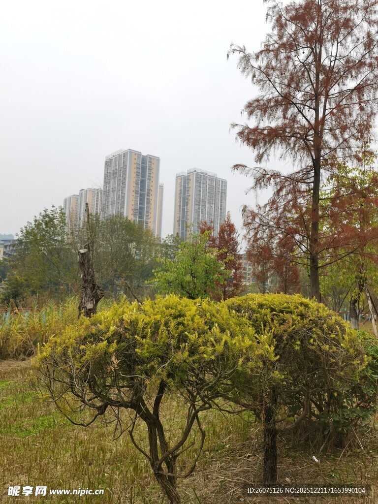 城市公园绿植与高楼景观