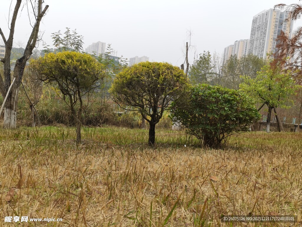 城郊草地与树木景观