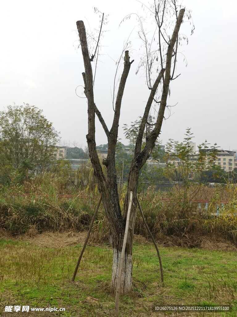 枯树立于草地间