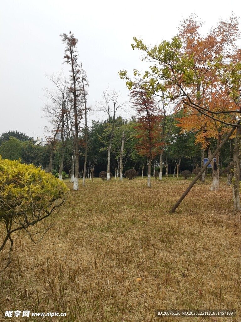 秋日郊野树林景观