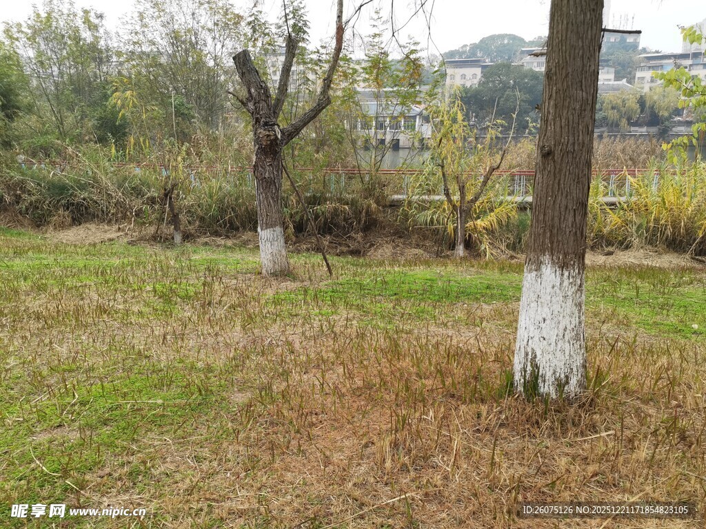 秋日公园草地树木景象