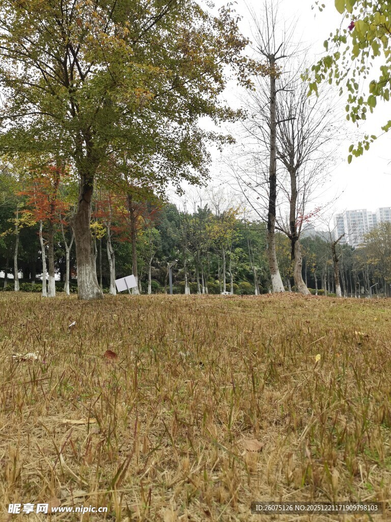 秋日草地与树木景观