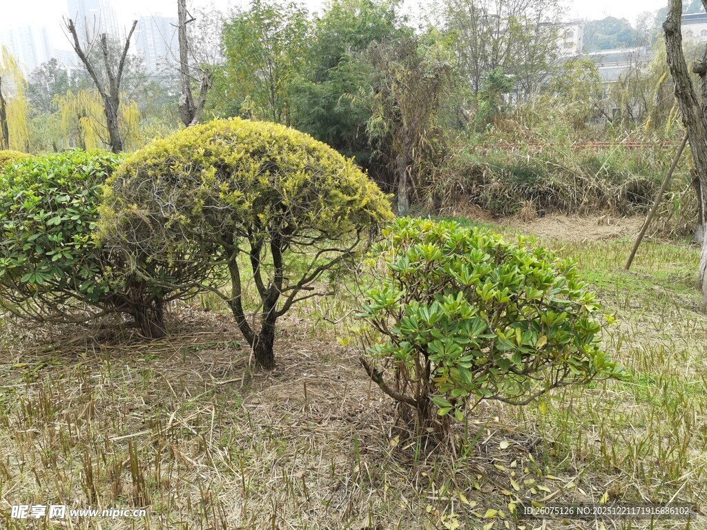 园林修剪造型绿植景观