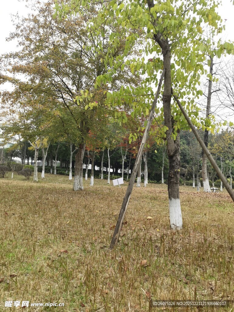 秋日草地旁的树木景象