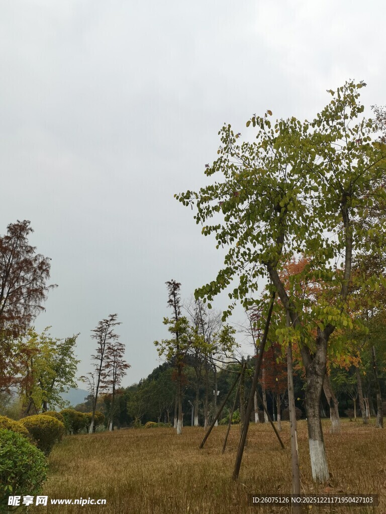 秋日郊野树木景致