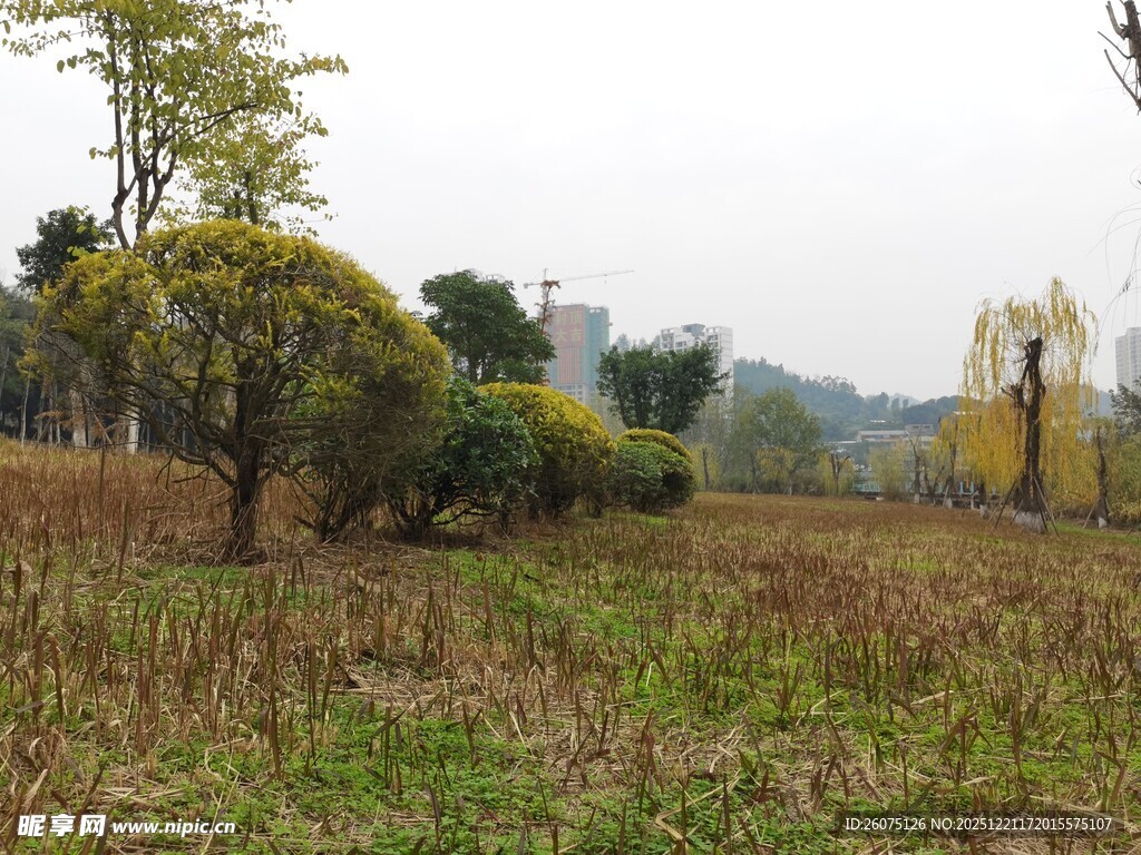 秋日郊野草地树木景观