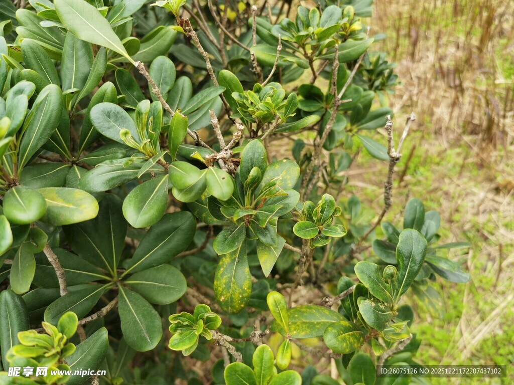 绿叶繁茂的绿色植物