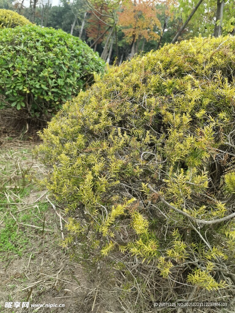 园林中的翠绿灌木景观