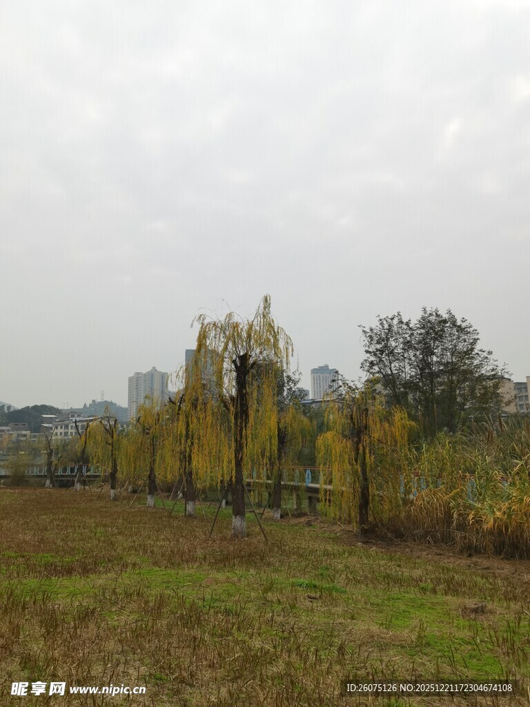 秋日田野旁的树木景观