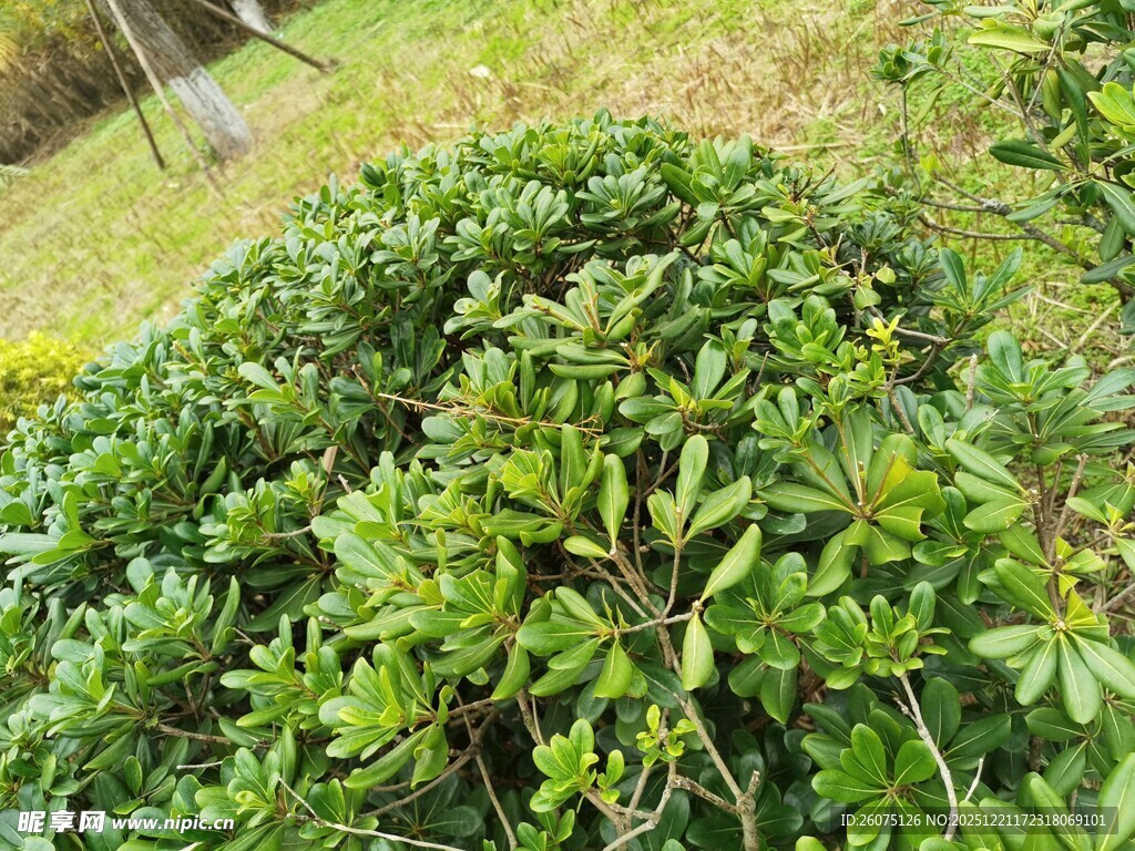 茂盛绿植灌木景观