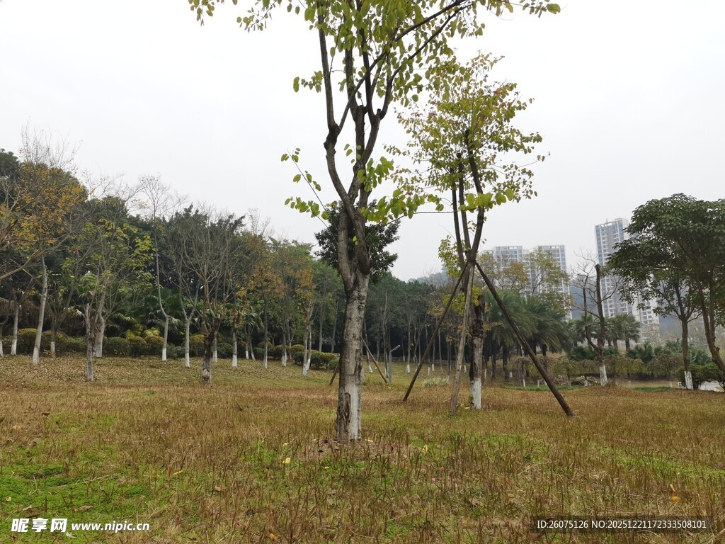 秋日郊野树林景色