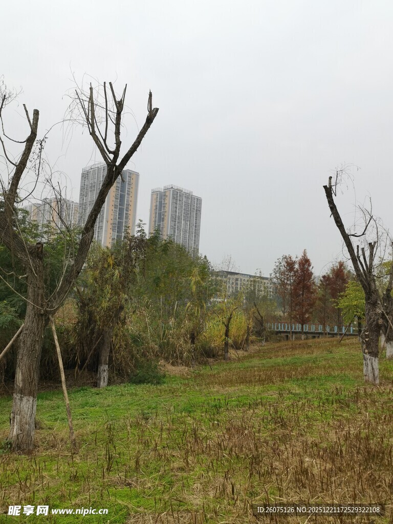 城郊草地旁的树木与高楼