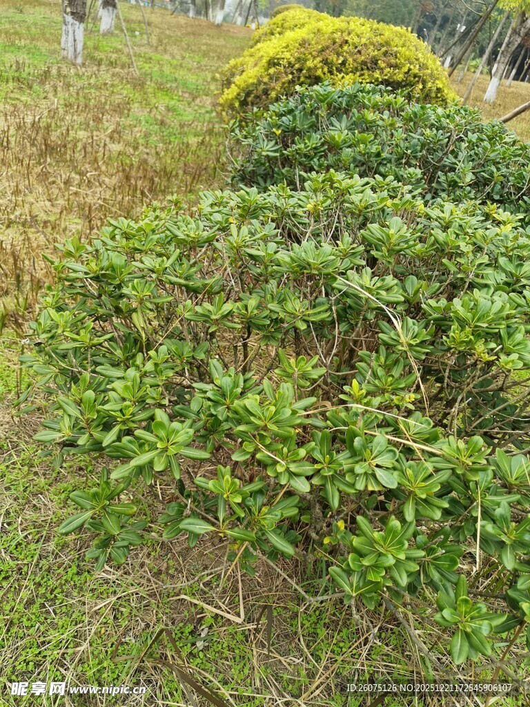 绿意盎然的户外灌木丛