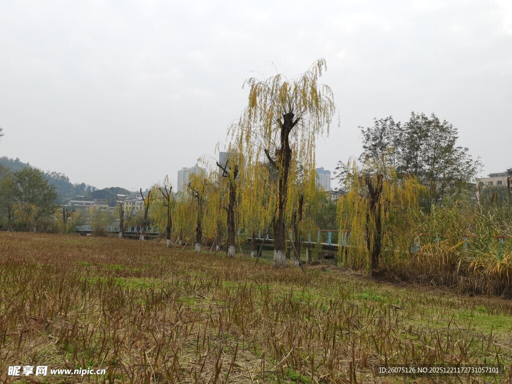 秋日田野边的垂柳树景