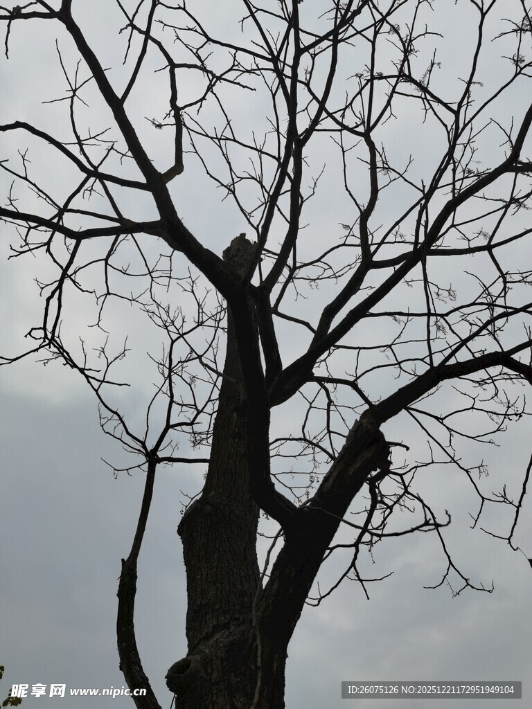 冬日枯树剪影