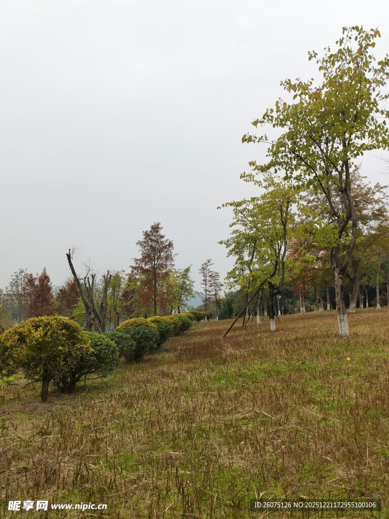 秋日郊野草地与树木景观