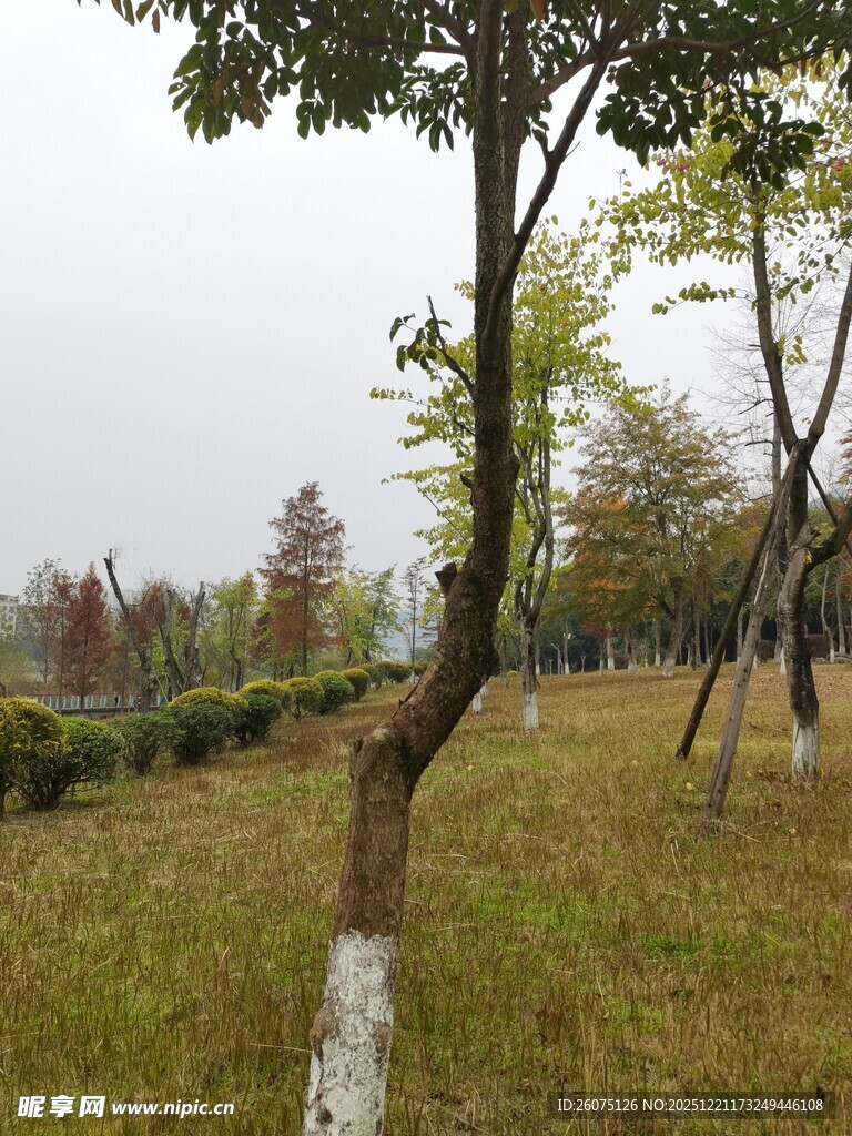 秋日草地旁的树木景观