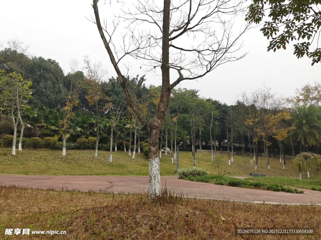 秋日公园林间小道景色