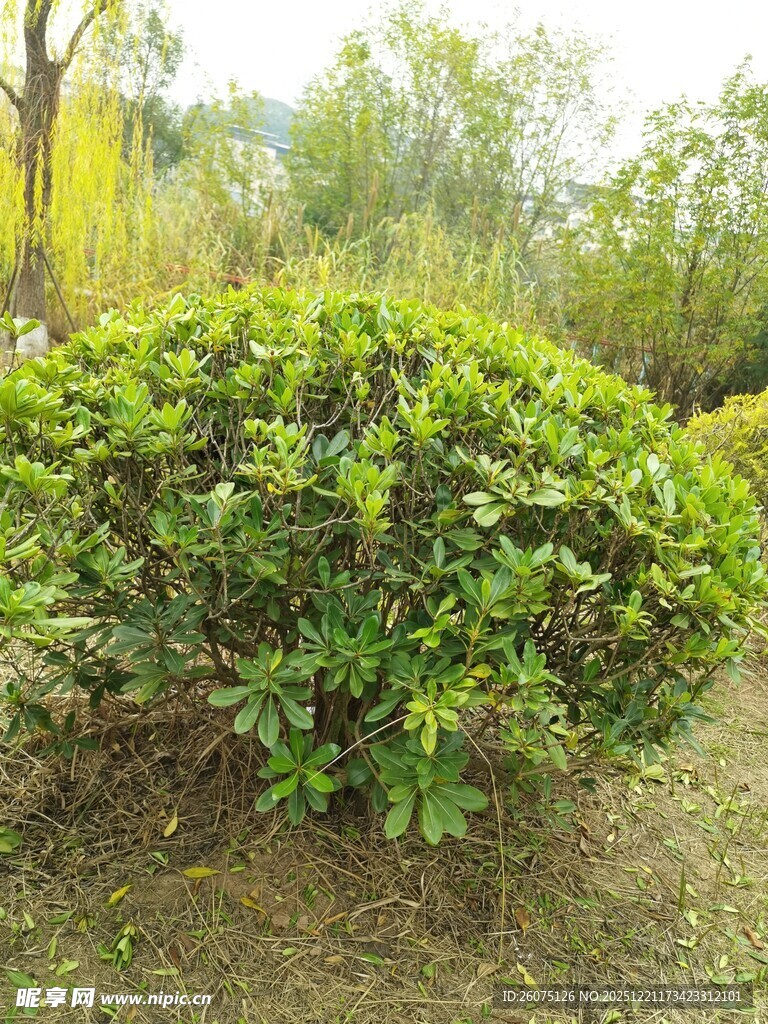 绿意盎然的灌木丛