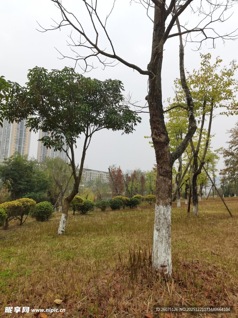 冬日公园树木景致