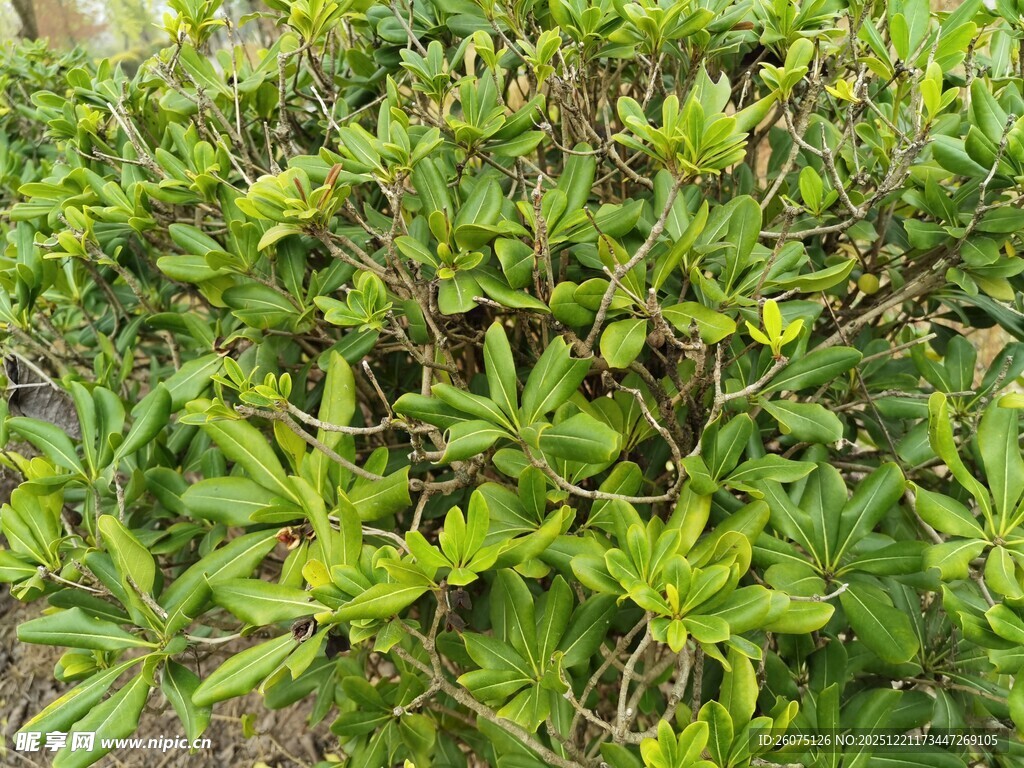 翠绿繁茂的灌木丛