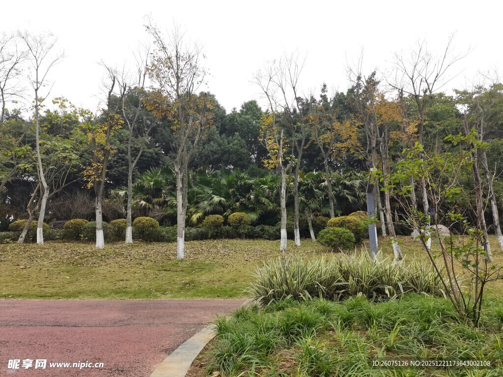 公园林间小道景观