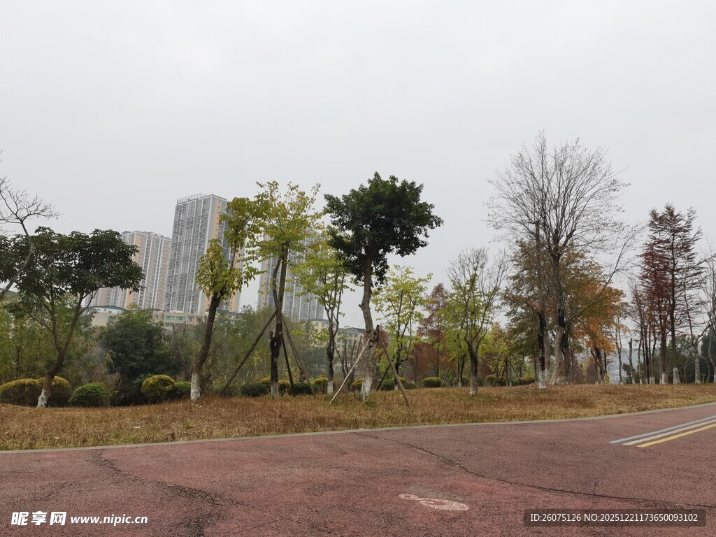 城市公园中的树木与步道