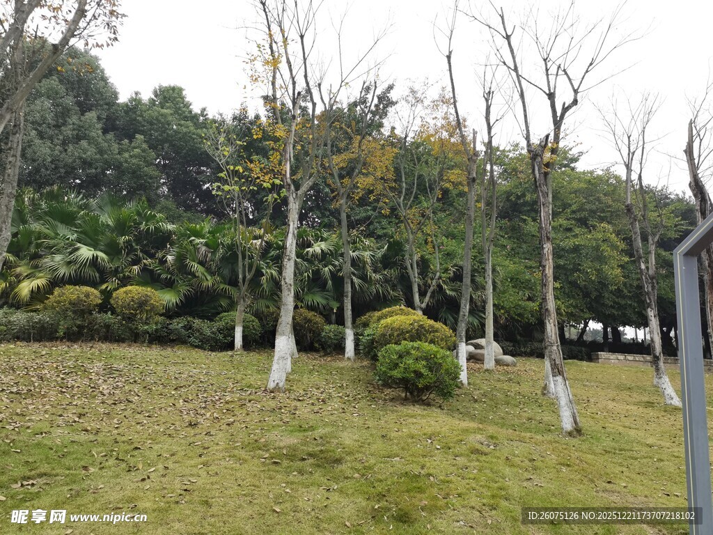 户外草地树木景观