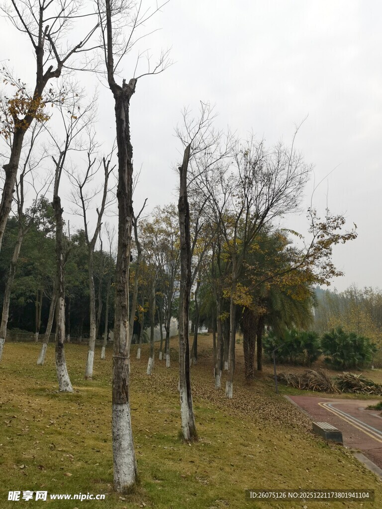 冬日公园萧瑟树木景观