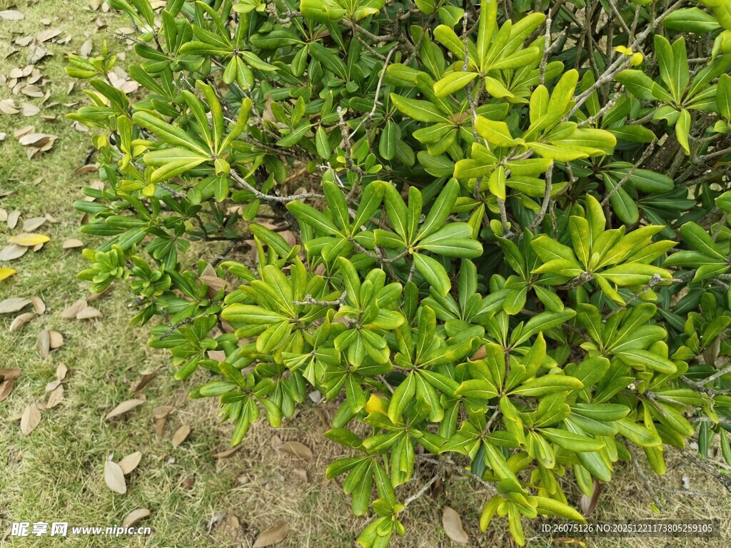 翠绿繁茂的低矮绿植