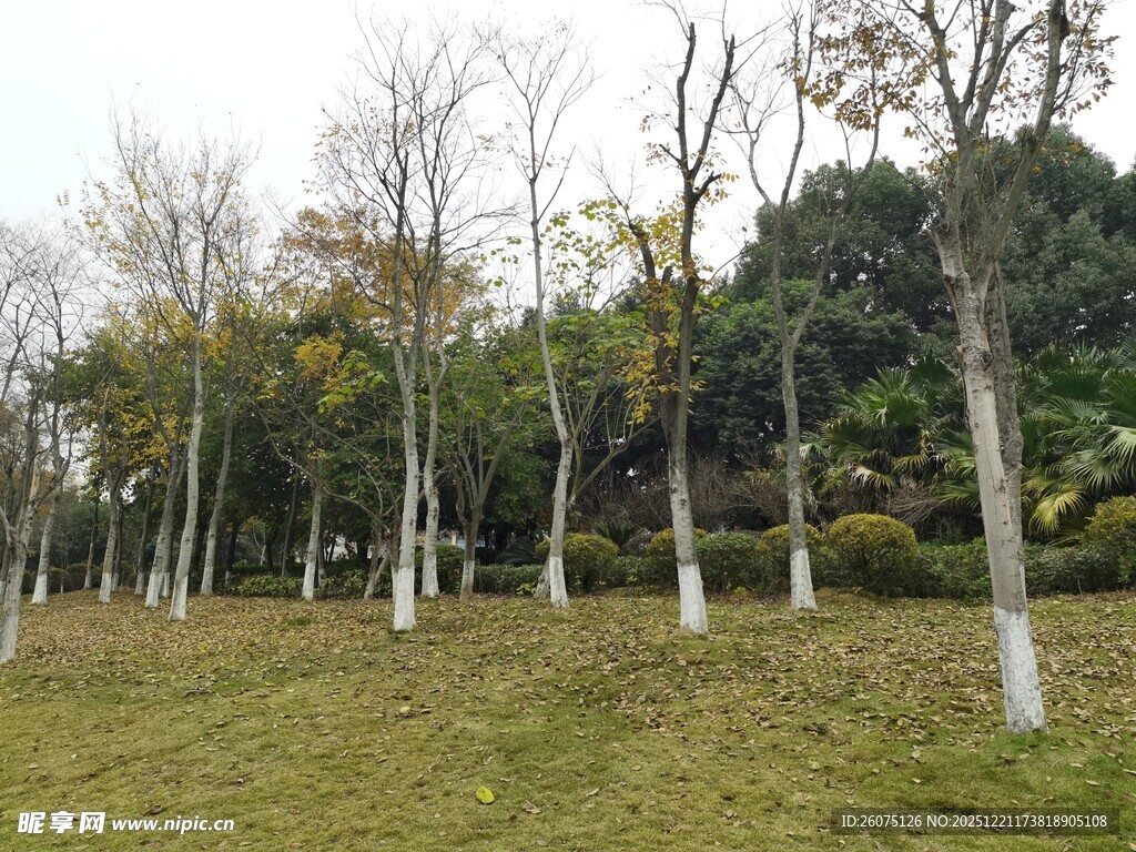 冬日草地旁的光秃树木