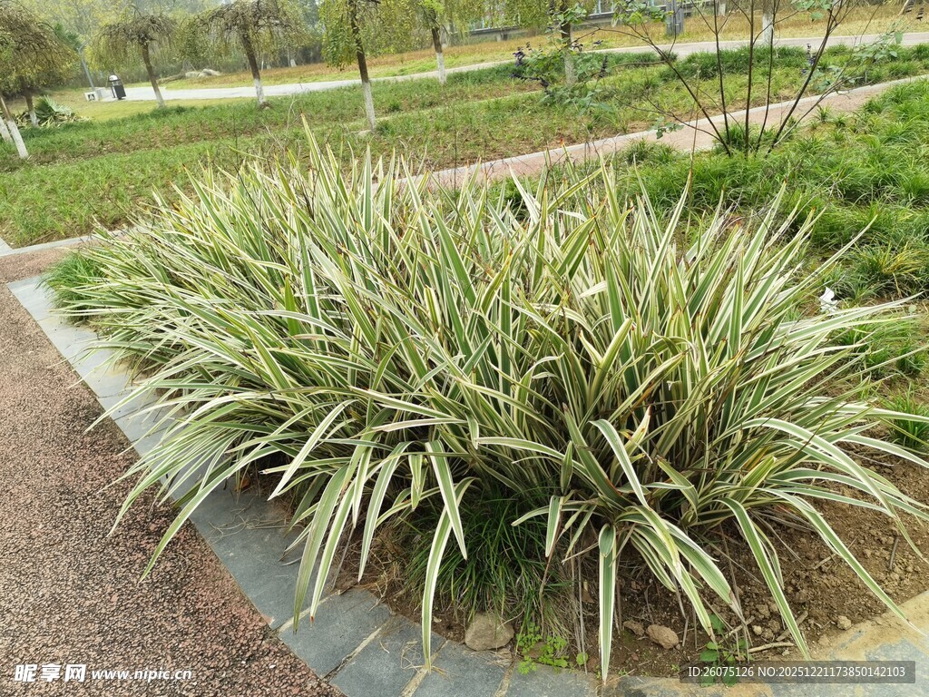 园林中的翠绿观赏草