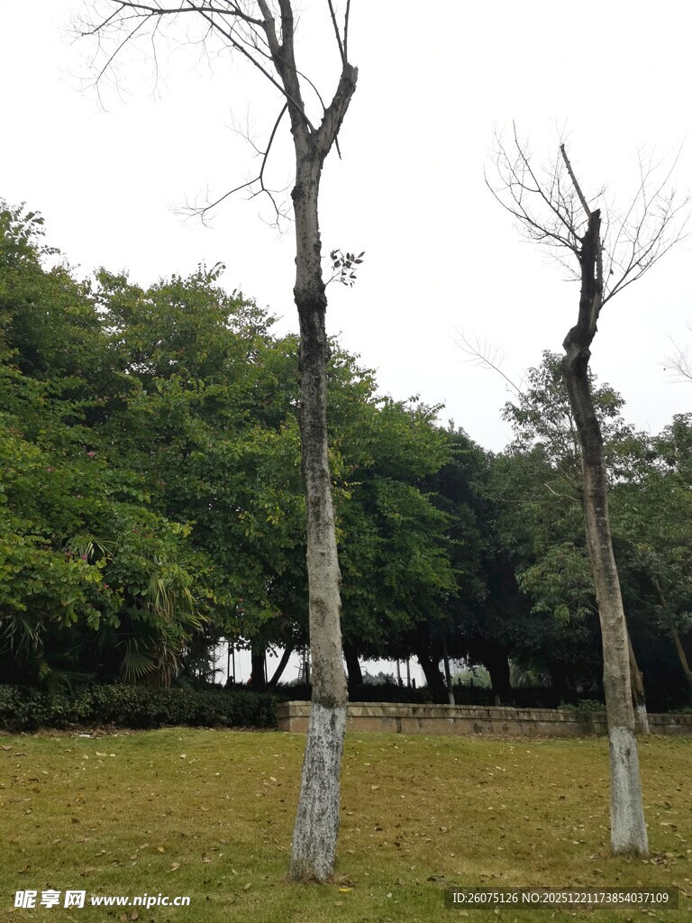 枯树立于葱郁草地间