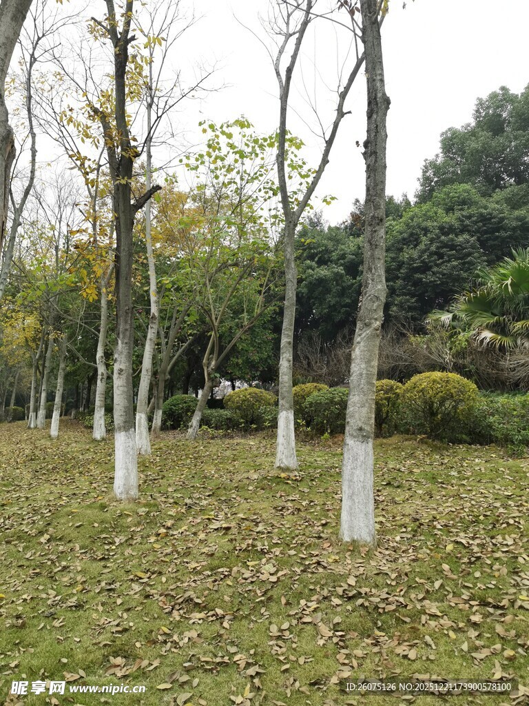 秋日林间草地树木景致