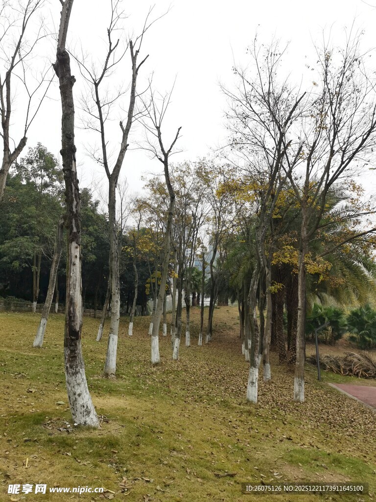 冬日枯树林景观