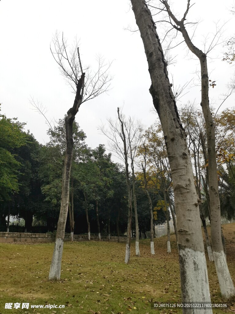 冬日枯树林景观