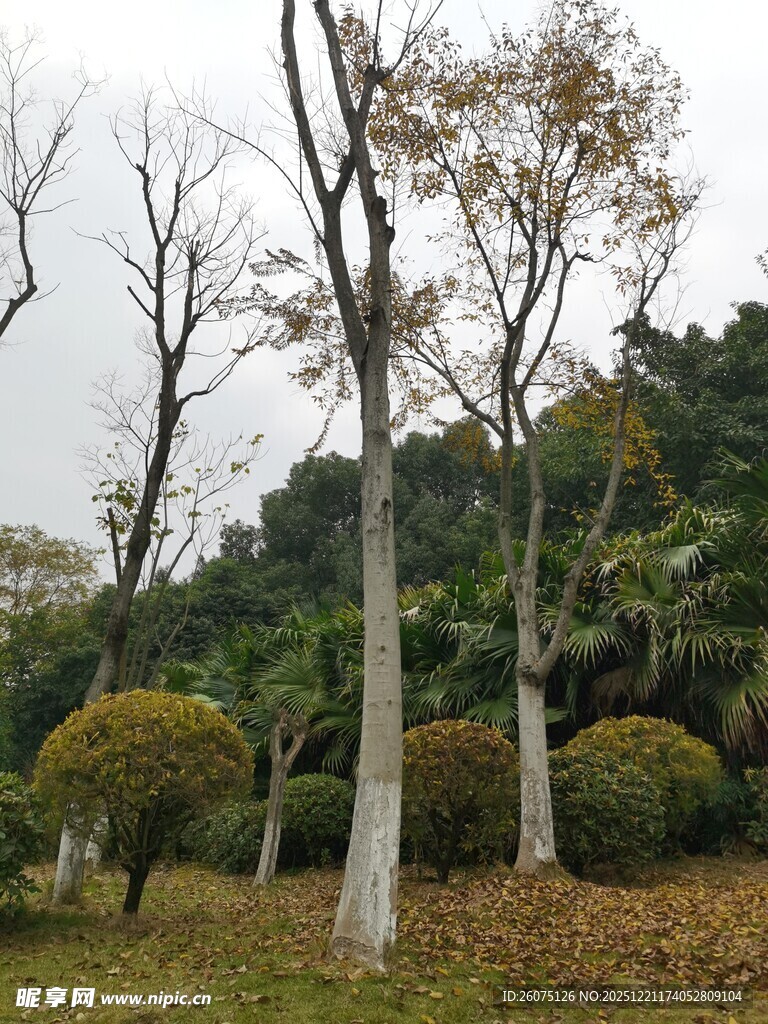 秋冬时节的树木与灌木景观
