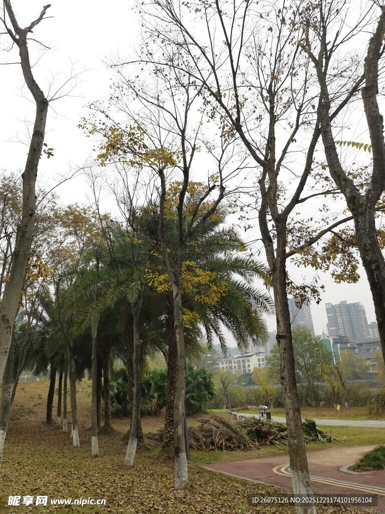 冬日公园树木景观