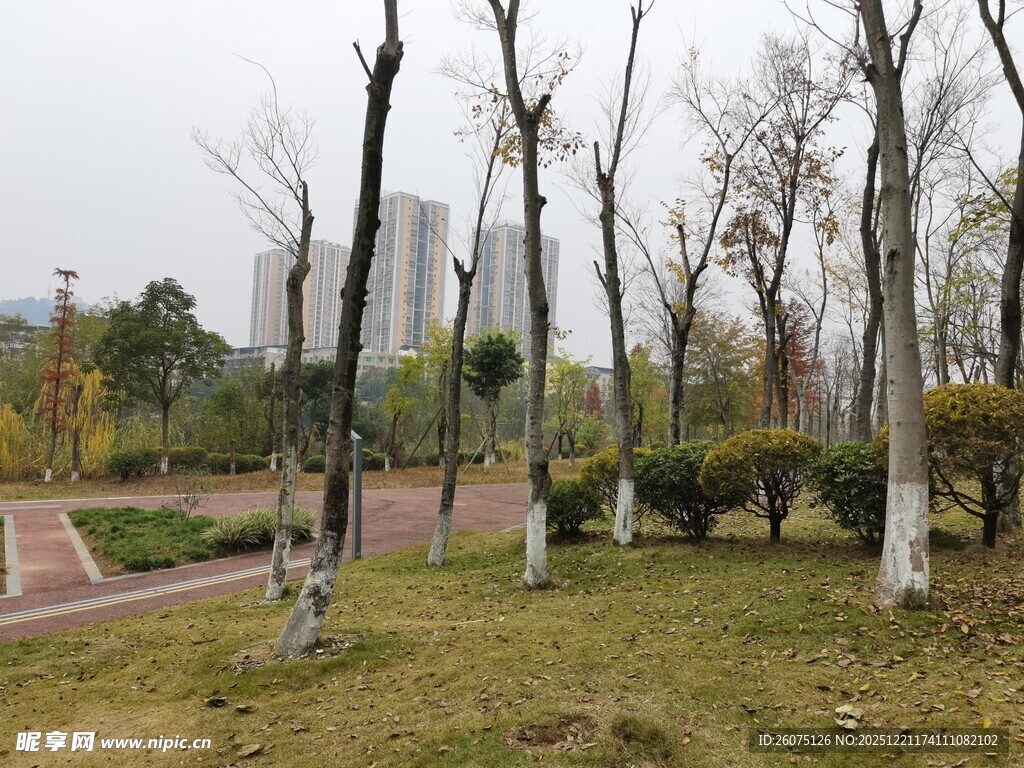 冬日公园的萧瑟树木景观