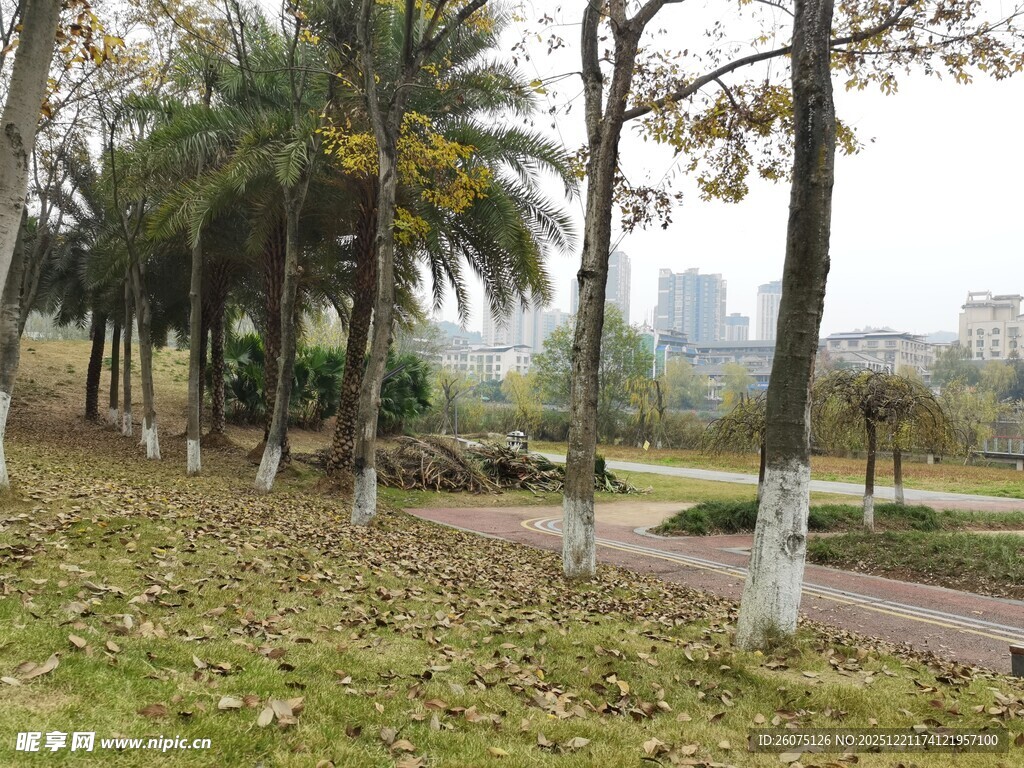 秋日公园树木与落叶景致