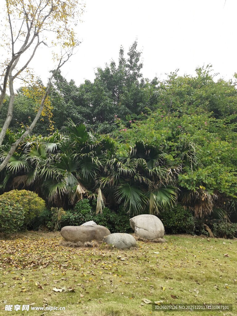 园林景观中的石与绿植