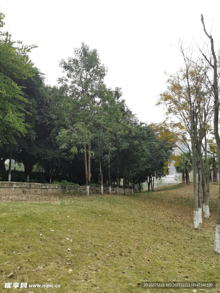 秋日草地旁的树木景观