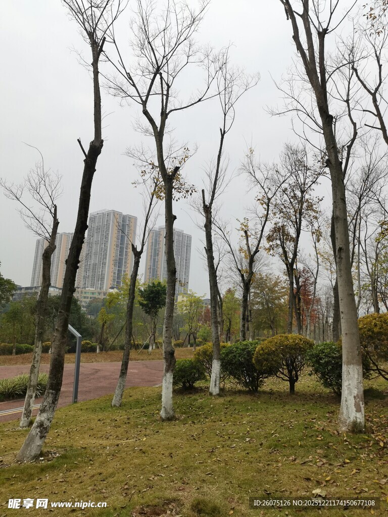 冬日公园萧瑟树木景观