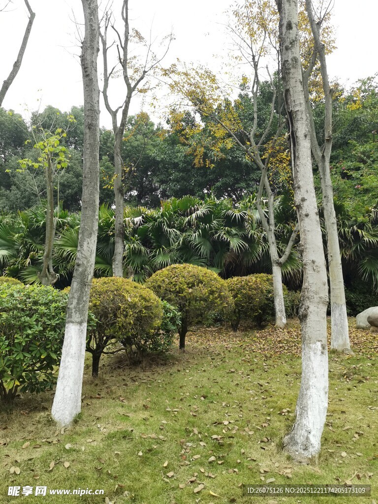 园林树木景观
