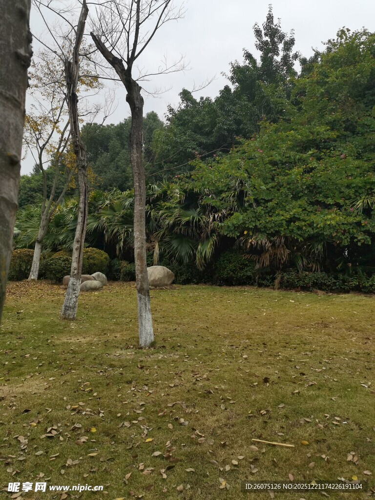 户外草地树木自然景象