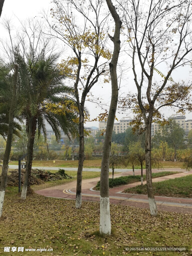 冬日公园树木景观