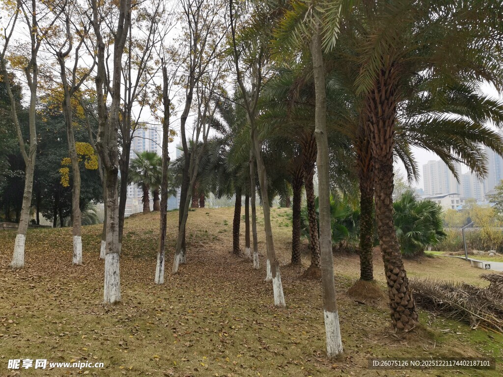 林间棕榈树景观