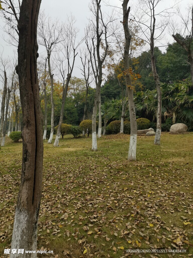 秋日林间落叶景致