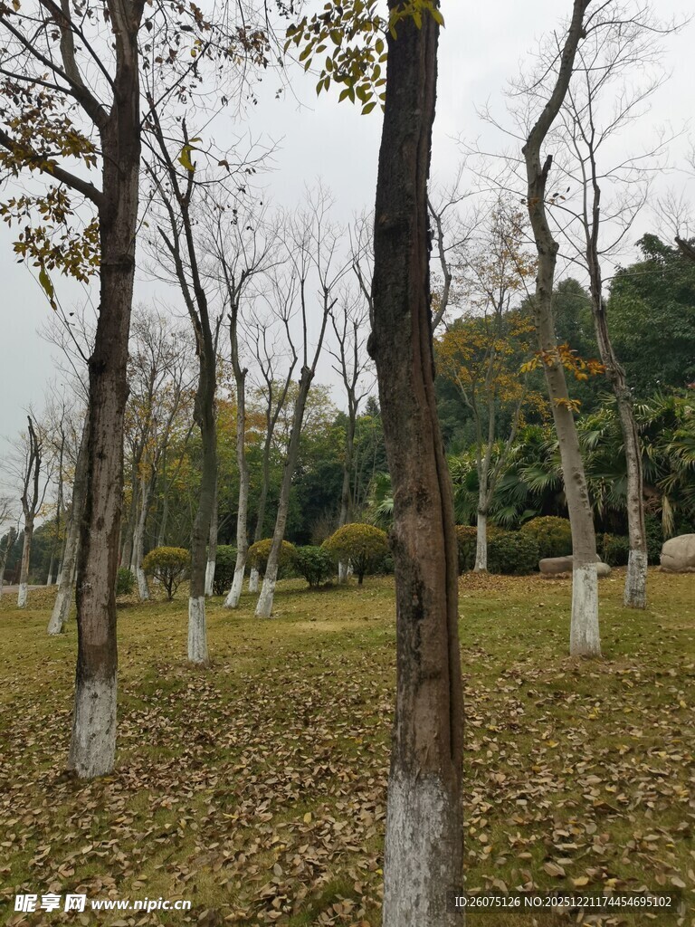 冬日树林落叶铺地的静谧景