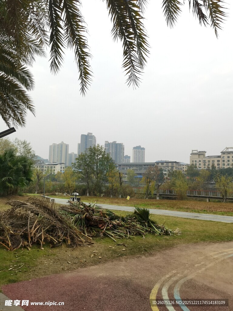 路边倒伏树木与城市景观